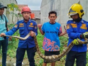 damkar-evakuasi-ular-yang-mangsa-ayam-milik-warga-depok-foto-dok-istimewa_43